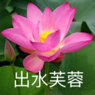 北京北京11大展区可赏月季，今年主题花俗称“开花机器”